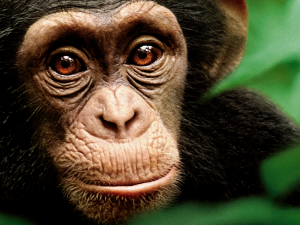 chimpanze.png