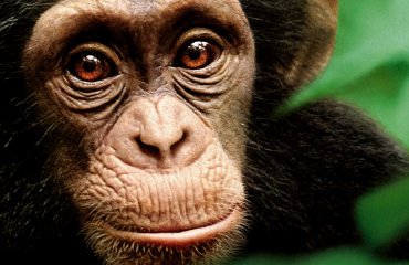 chimpanze.png