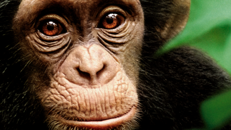 chimpanze.png
