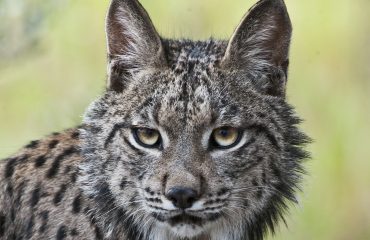 lince.jpg