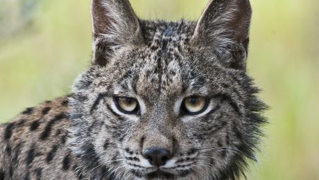 lince.jpg