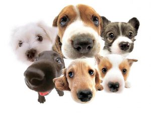 perritos.jpg